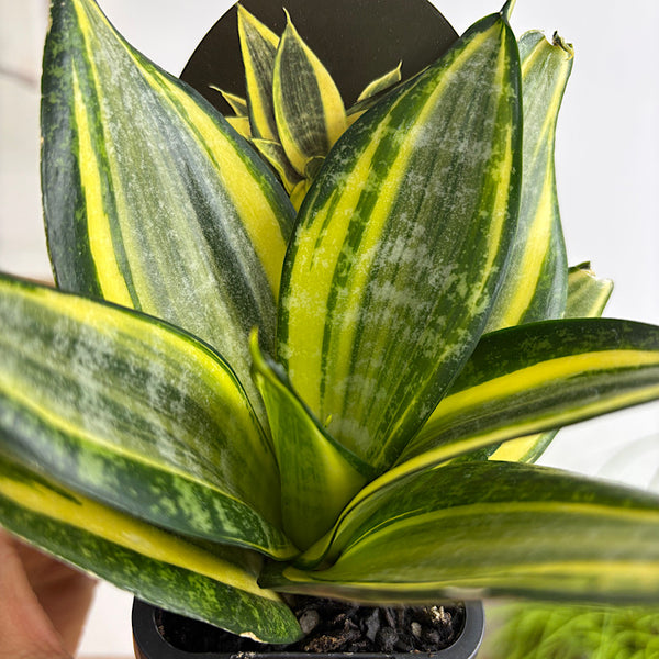 Sansevieria Golden Hahnii Snake Plant 70mm
