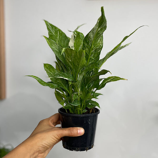 Spathiphyllum Domino Variegated Peace Lily 100mm