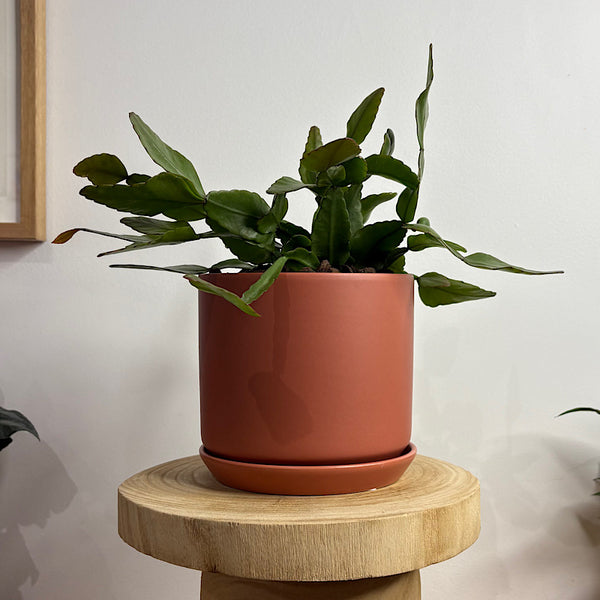 Rhipsalis Elliptica in Medium Oslo Pot Sienna