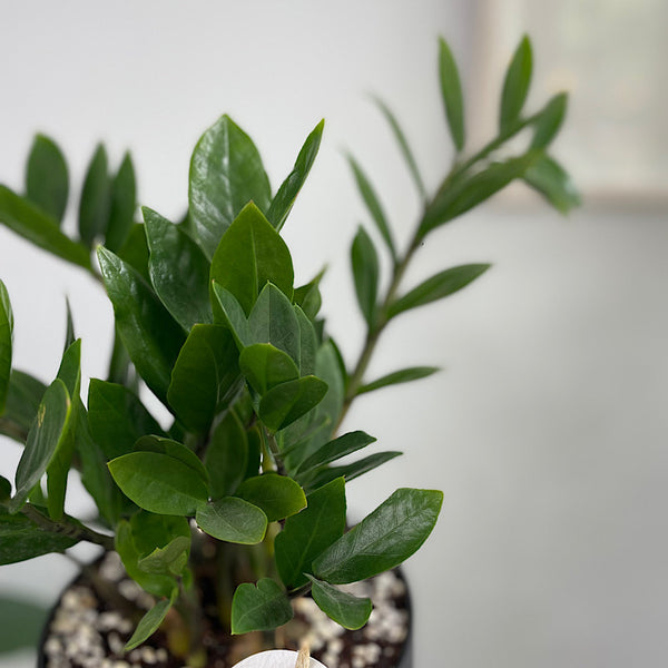 Zanzibar Gem in Large Oslo Pot Black