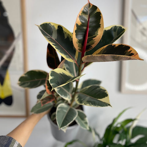 Ficus Elastica Tineke 170mm