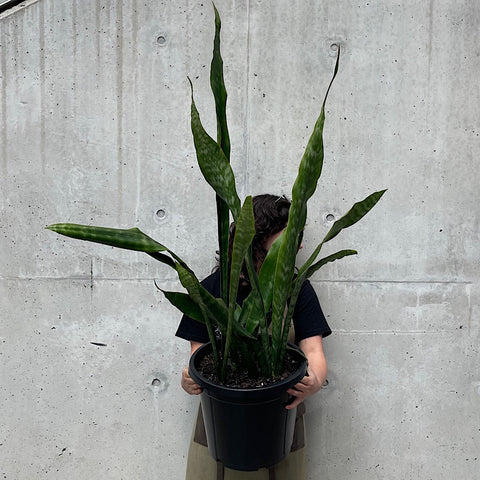 Sansevieria Hyacinthoides 300mm