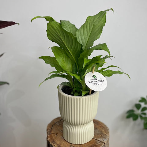 Platinum Mist Peace Lily in Palina Pedestal Pot Ivory