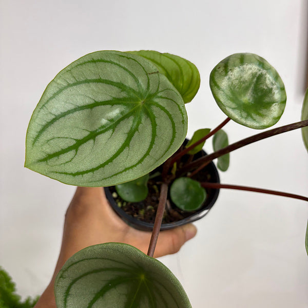 Peperomia Argyreia Watermelon 100mm