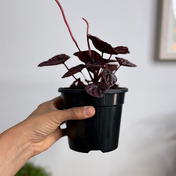 Peperomia Caperata Red Luna 120mm