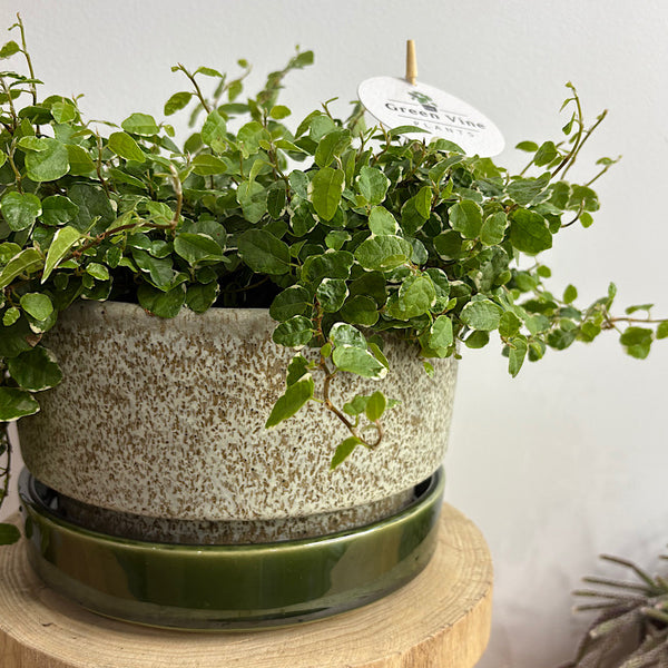 Ficus Ice Caps in Large Wide Pollock Pot Limestone