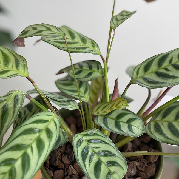 Ctenanthe Burle Marxii in Small Hamburg Pot Avocado