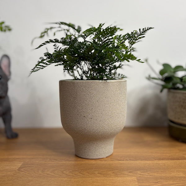 White Rabbit's Foot Fern in Small Pilu Pot Grey