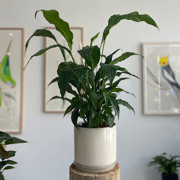 Peace Lily in Large Oslo Pot Sandstorm