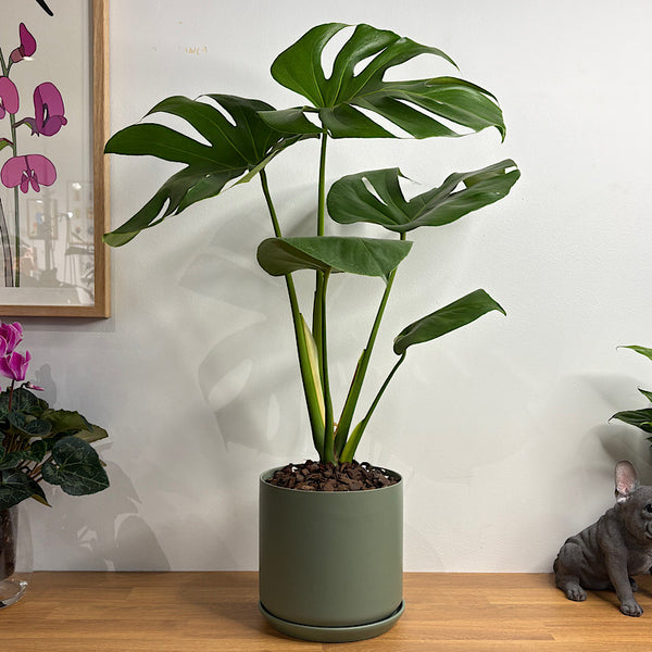 Monstera Deliciosa in Large Oslo Pot Eucalyptus