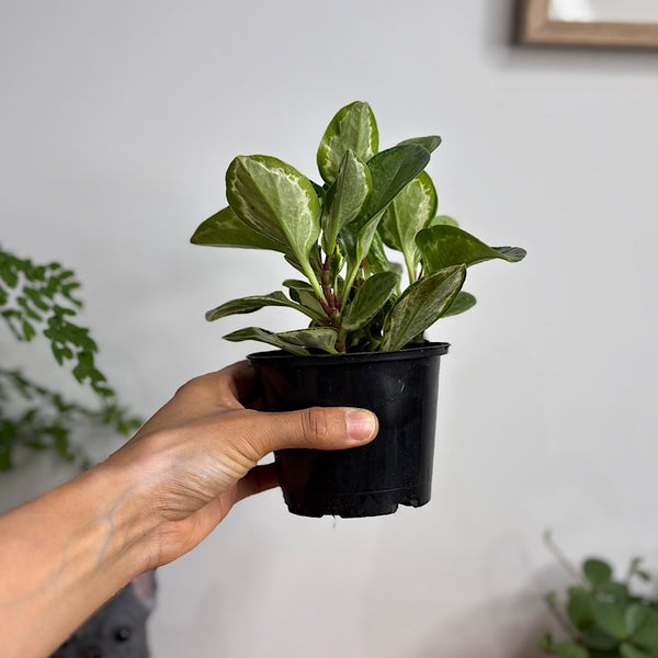 Peperomia Obtusifolia Green and Gold 105mm