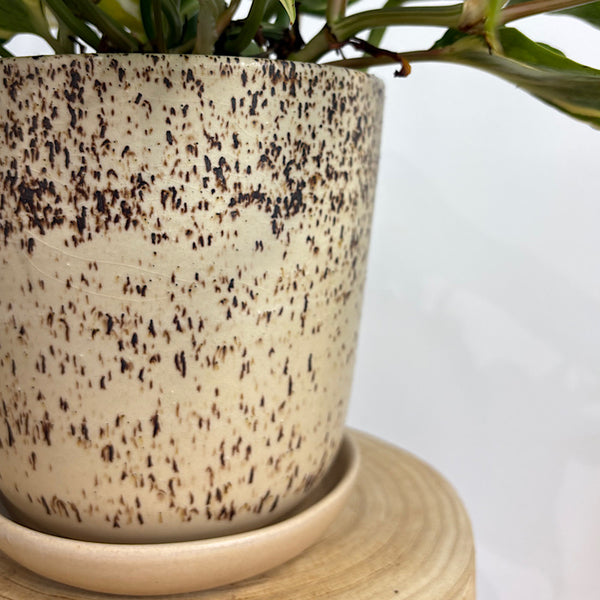 Philodendron Rio in Medium Gerti Speckle Pot Cookies and Cream