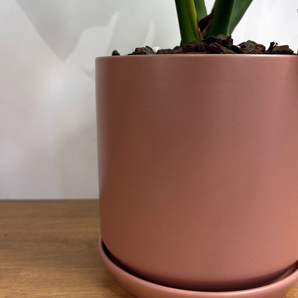 Monstera Deliciosa in Large Oslo Pot Dusty Rose