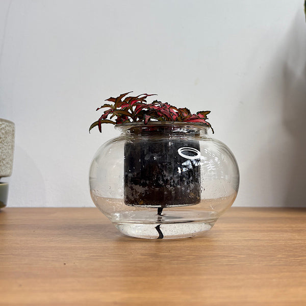Fittonia Red in Small Self Watering Glass Pot