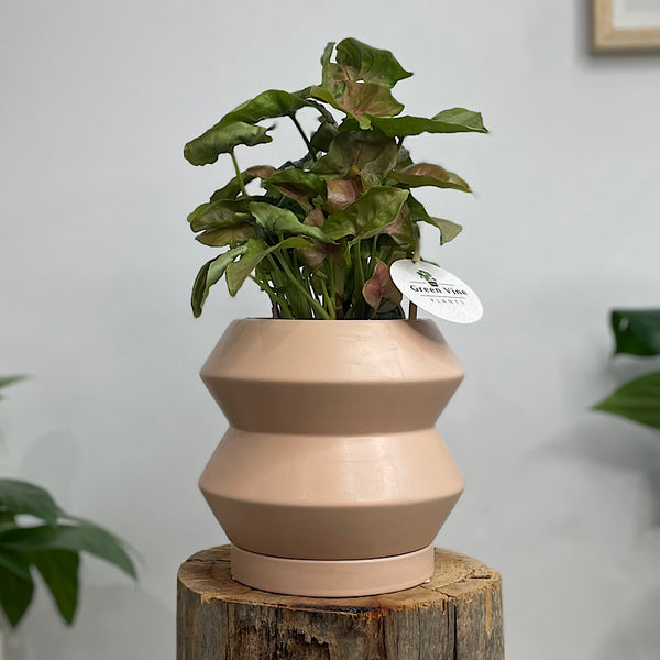 Syngonium Neon in Hanover Pot Peach