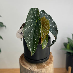 Begonia Maculata in Medium Zurich Pot Black