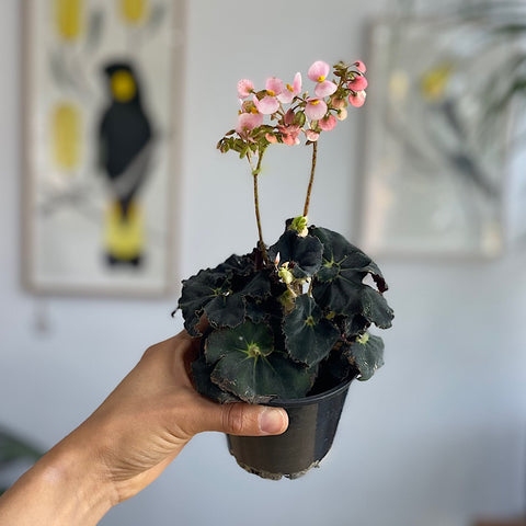 Begonia Rex Dark Mambo 100mm
