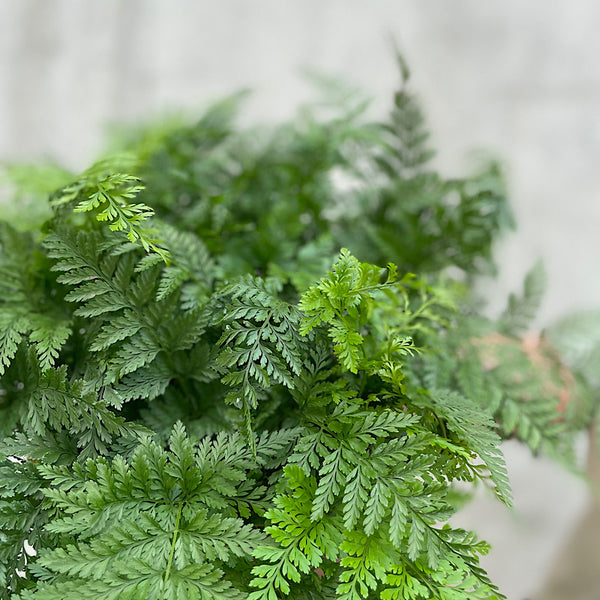 Humata Tyermanii White Rabbit Foot Fern 200mm