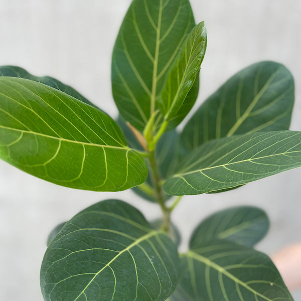 Ficus Benghalensis Audrey 200mm