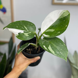Philodendron White Wizard 130mm