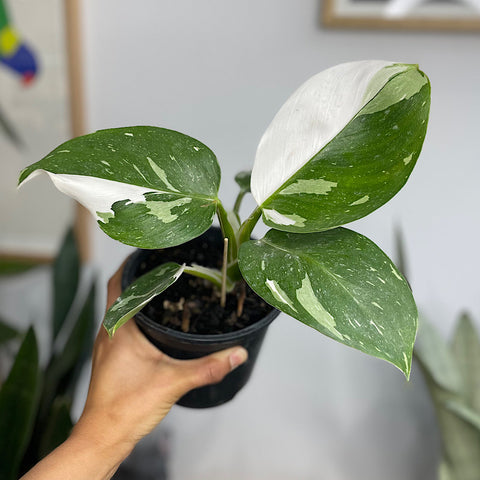 Philodendron White Wizard 130mm