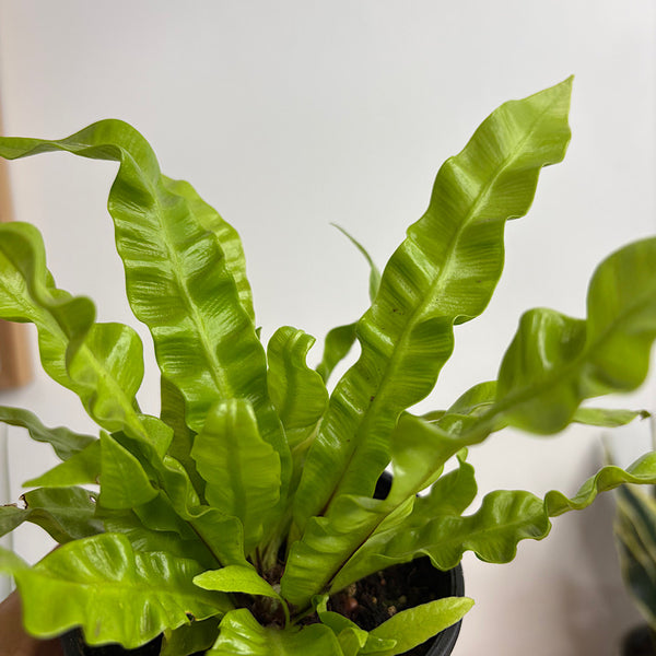 Asplenium Birds Nest Fern 100mm