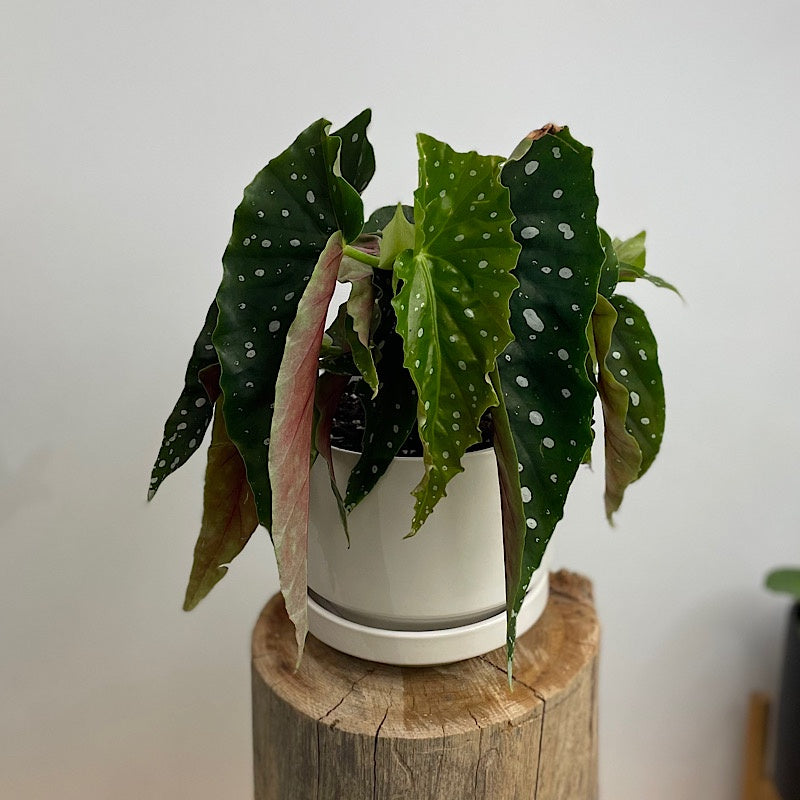 Begonia Maculata in Medium Zurich Pot White