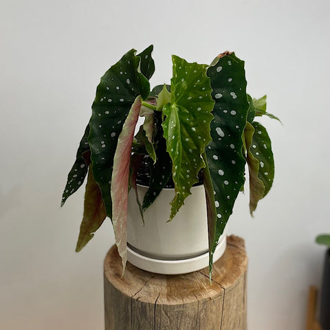 Begonia Maculata in Medium Zurich Pot White