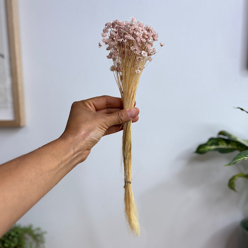 Preserved Spring Star Flowers Pastel Pink – The Green Vine Plants