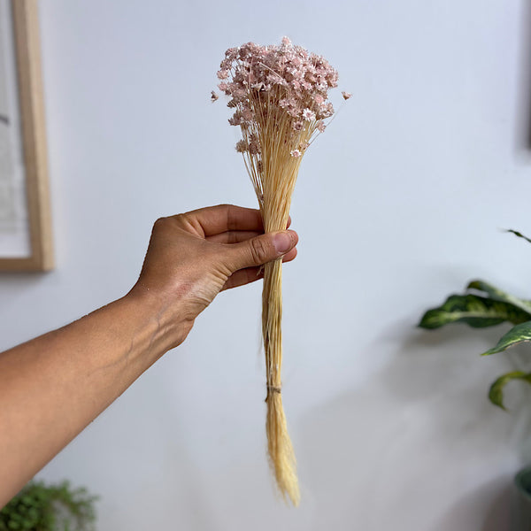 Preserved Spring Star Flowers Pastel Pink