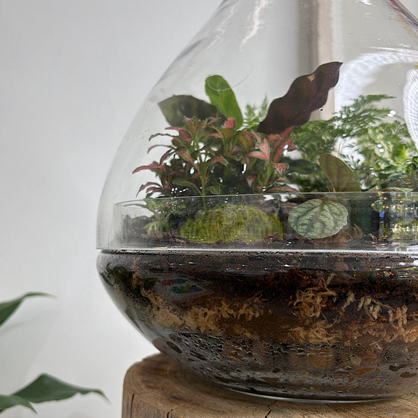 Large Luka Teardrop Dome Terrarium #0412