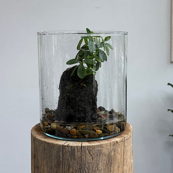 Schefflera Life on the Rocks in Glass Cylinder