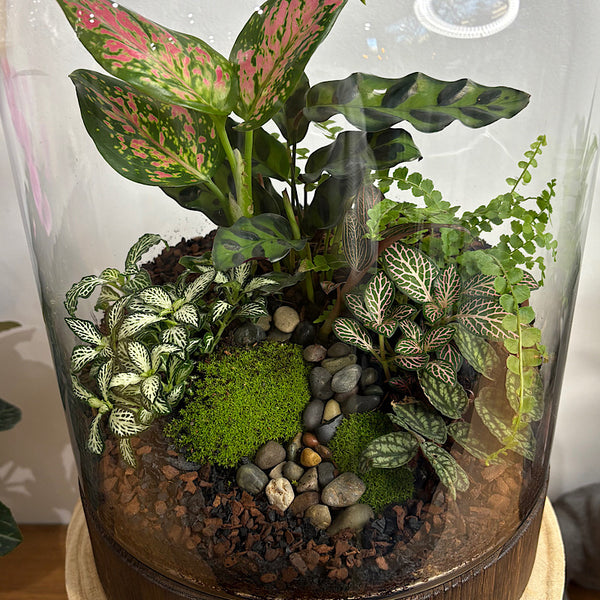 X-Large Helga Terrarium with Lush Forrest with Timber Base and Ball #0502