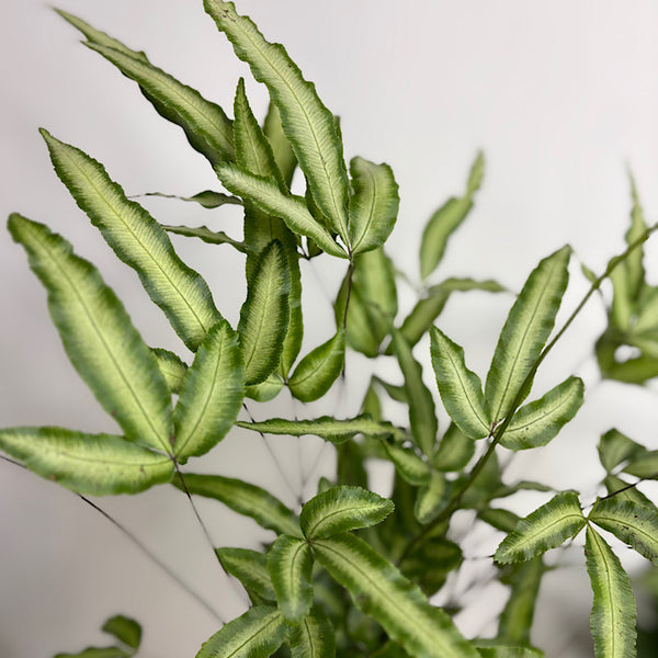 Pteris Albo-Lineata 120mm