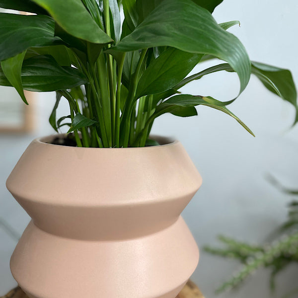 Peace Lily in Hanover Pot Peach