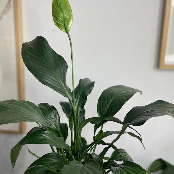 Peace Lily in Large Orbit Pot Oatmeal