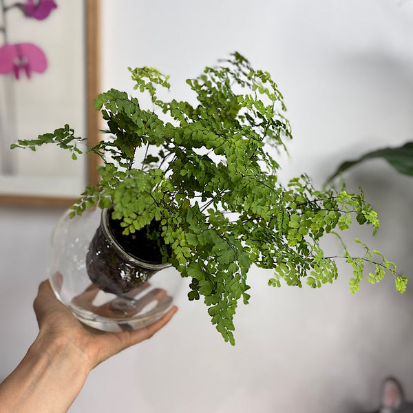Maidenhair Fern in Tilted Self Watering Glass Pot