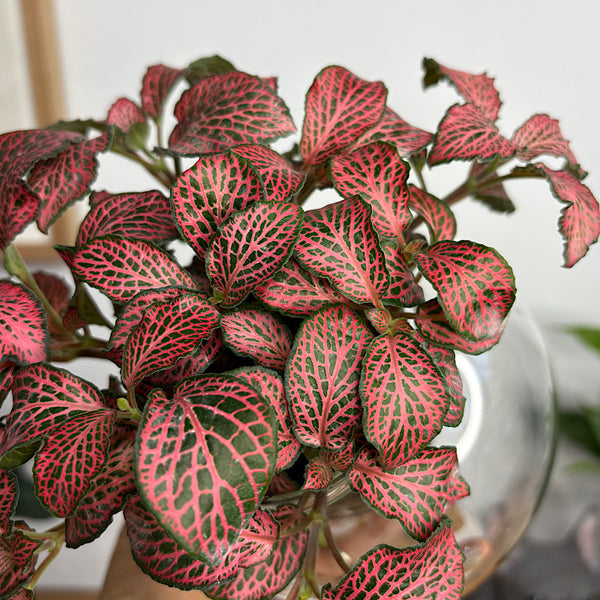 Fittonia Red in Medium Tilted Self Watering Glass Pot