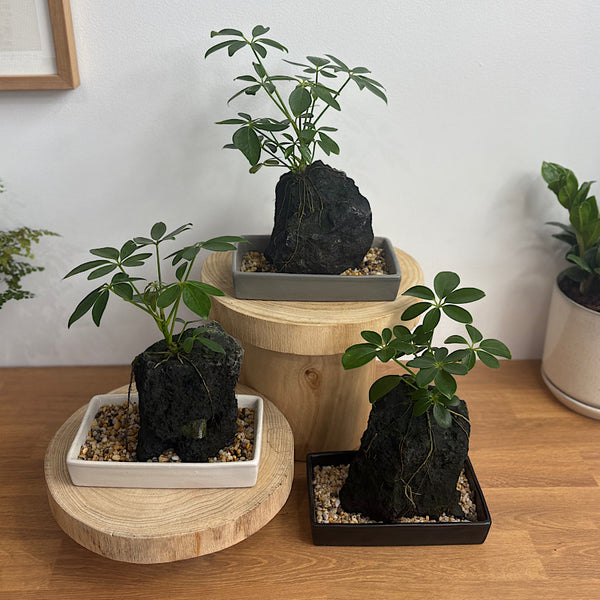 Schefflera Life on the Rocks in Charcoal Pot