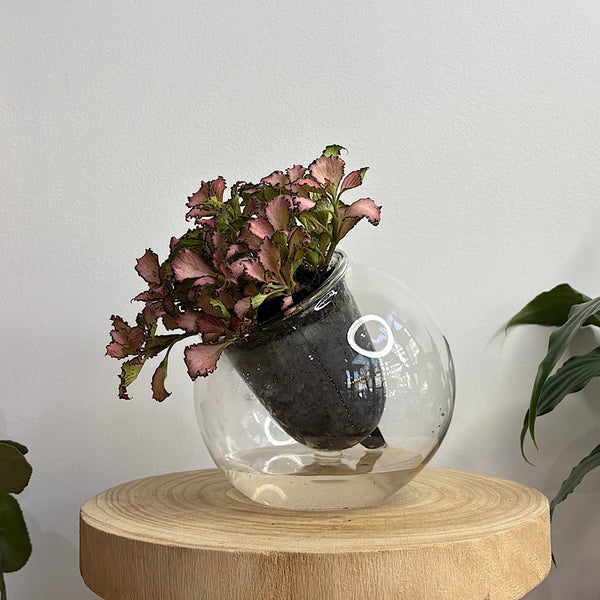 Fittonia Pink in Medium Tilted Self Watering Glass Pot