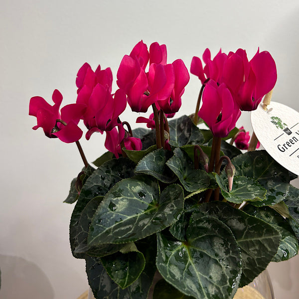Cyclamen Bright Pink in Medium Self Watering Glass Pot