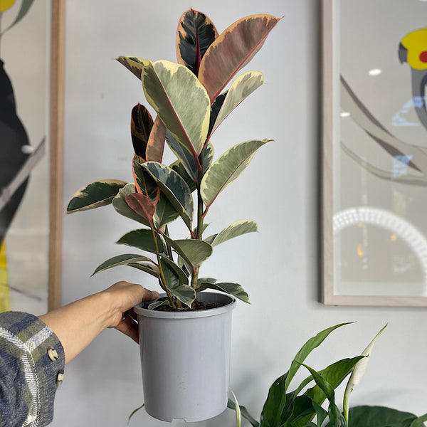 Ficus Elastica Tineke 170mm