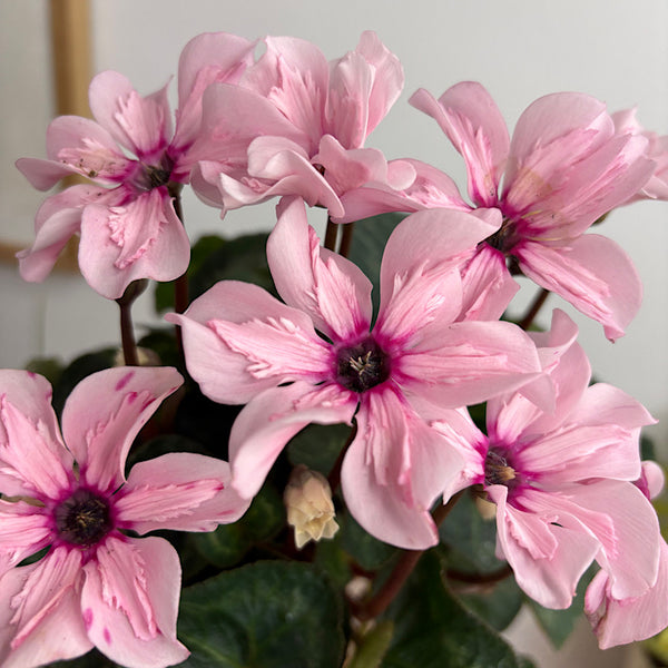 Cyclamen Illusia Pink in Medium Self Watering Glass Pot