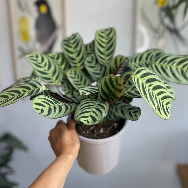 Ctenanthe Burle Marxii 170mm