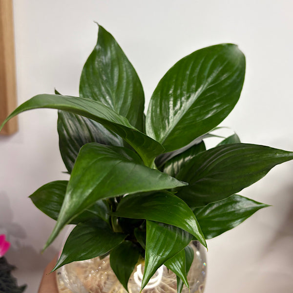Peace Lily in Hydro Glass Orb