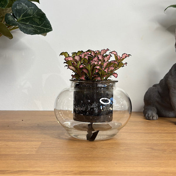Fittonia Pink in Small Self Watering Glass Pot