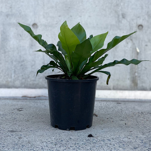 Asplenium Australasicum Birds Nest Fern 200mm