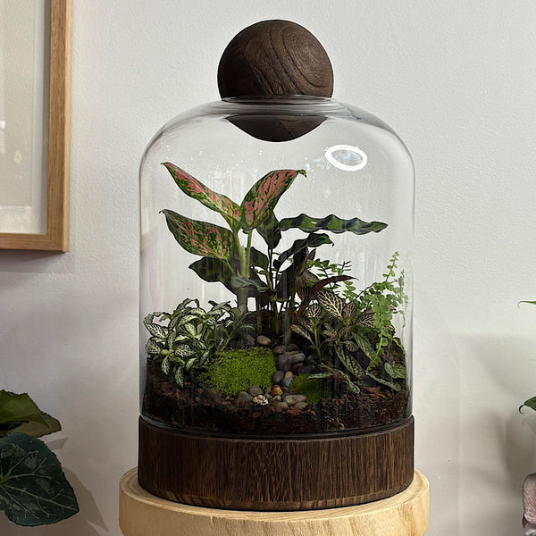 X-Large Helga Terrarium with Lush Forrest with Timber Base and Ball #0502