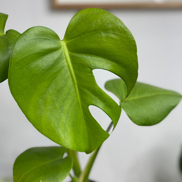 Monstera Deliciosa Tauerii Round Leaf 100mm