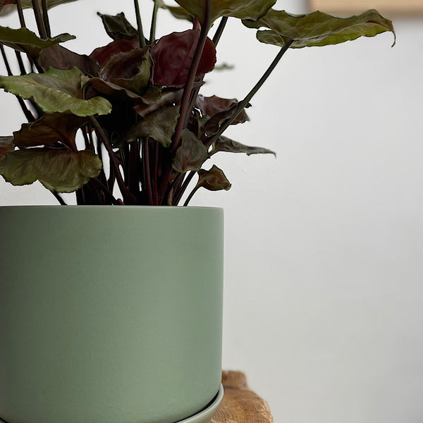 Syngonium Strawberry Ice in Medium Oslo Pot Eucalypt